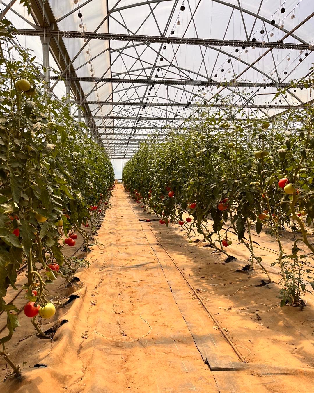 494461620_1263800305349743_4275854322816168507_n